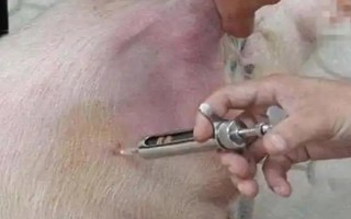 豬針頭斷在肉里如何處理，需要做永遠(yuǎn)標(biāo)識(shí)