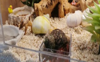 把寄居蟹強(qiáng)行拉出來會死嗎，強(qiáng)行拉出會致死