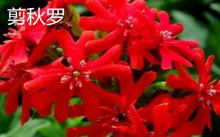 剪秋羅長什么樣子，高50-80厘米