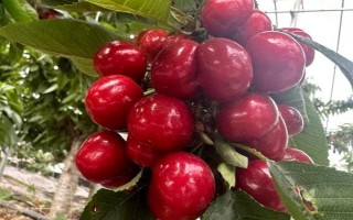車?yán)遄拥姆N植環(huán)境介紹，可以在每年4-5月份進(jìn)行種植