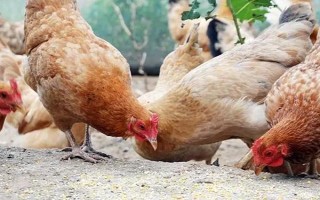 家養(yǎng)母雞吃什么可提高產(chǎn)蛋率，選擇喂米糠、玉米、高粱等谷類食物