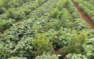 中豆41大豆品種的特性，普通型早中熟夏大豆品種