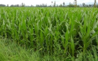 長(zhǎng)虹2號(hào)玉米種子介紹，每畝用15千克尿素