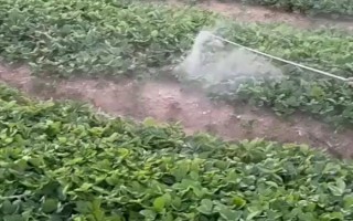 草甘膦的毒性大嗎，對兔眼睛和皮膚有一定輕度刺激