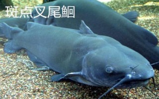 身上有花斑的鯰魚是什么魚，可能是土鯰、斑鳠或者沙塘鱧