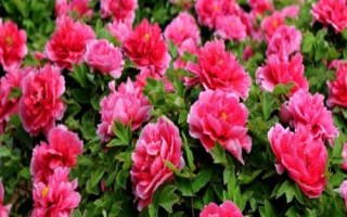 牡丹花的花語及象征意義，有富貴吉祥之意