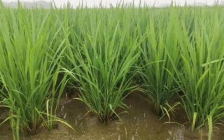 隆晶優(yōu)4456水稻品種的特性，每畝有效穗數(shù)16.8萬穗