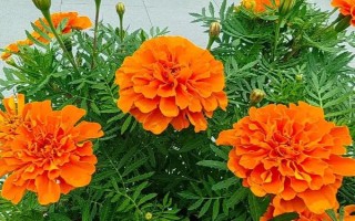 萬(wàn)壽菊的形態(tài)特征，株高在150厘米左右