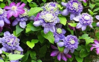鐵線蓮的種植方法，冬天需做好保溫工作