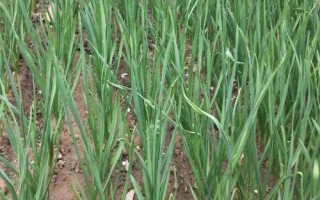 蒜苗的種植技術(shù)，一年四季都可以種植