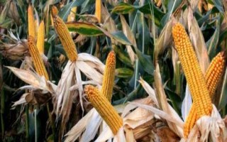 恒豐728玉米品種的特性，適應(yīng)區(qū)4月下旬至5月上旬播種