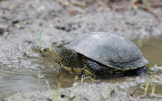 老鱉吃什么，主要以水生昆蟲、蝌蚪和小蝦等為食