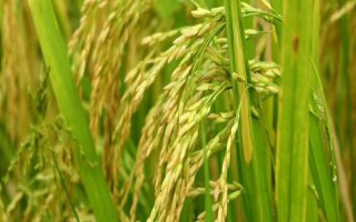 兩優(yōu)T31水稻品種的特性，中秈兩系雜交水稻品種