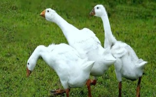 鵝每天幾點(diǎn)下蛋，會(huì)在晚上10點(diǎn)到第二天白天9點(diǎn)產(chǎn)蛋