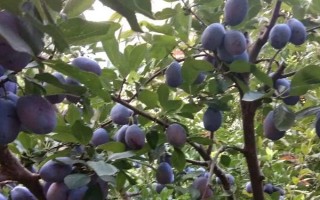 西梅的產(chǎn)地，原產(chǎn)于法國西南部