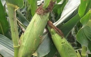 偃單8號玉米種子特征特性，充分發(fā)揮該品種的高產潛力