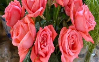 什么是粉玫瑰，屬于薔薇目、薔薇科直立灌木