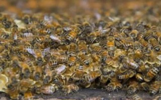 怎么用螨威雙甲脒溶液治蜂螨，兌水后直接噴施蜂脾即可