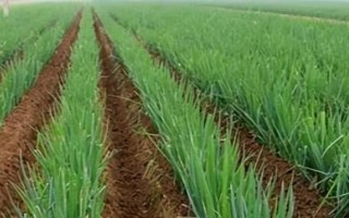 山東大蔥的種植方法，可在春季、夏季和秋季種植