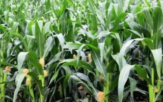 漢單235玉米品種簡介，密度4000—4500株/畝