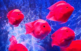 鸚鵡魚有沒有黑色的，麒麟鸚鵡魚呈黑色