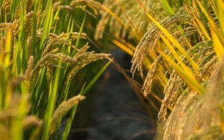色香優(yōu)7號水稻種子介紹，桂南晚稻7月10日前播種