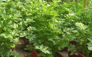 盆栽蔬菜的種植注意事項(xiàng)，應(yīng)選擇矮生型品種
