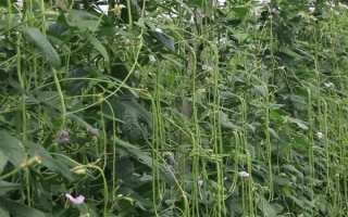 哪些蔬菜可以在6月份種植，適合選擇黃瓜、番茄、豇豆等品種