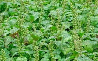 蘇子的產(chǎn)地，在我國主產(chǎn)于安徽、湖南、臺灣等省份