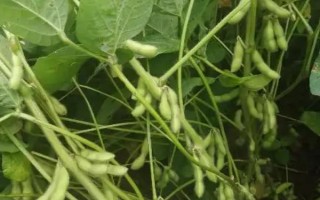 瑞華豆920大豆種子介紹，每畝留苗1.3萬株左右