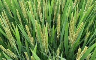 福興優(yōu)臻占水稻品種的特性，每畝插足基本苗6萬以上