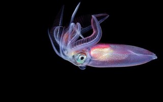 魷魚是哪種動(dòng)物，是槍烏賊科軟體動(dòng)物