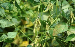 吉大豆1號大豆品種簡介，中抗大豆灰斑病