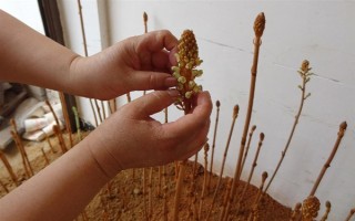 引種天麻要注意什么，當(dāng)?shù)氐臍夂驖M足條件才能種植