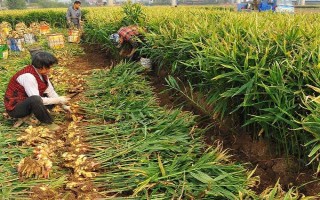 黃姜怎么種植，施入基肥再開溝播種