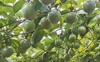 百香果為什么施生物有機肥，能增加土壤中的有益菌且抑制有害菌