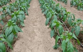 冬茬辣椒定植后的管理方法，進(jìn)入花期之后要降低濕度、增加光照