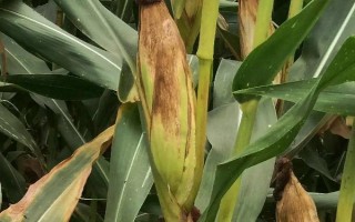 金粒1號玉米種子特征特性，高抗灰斑病(1級)