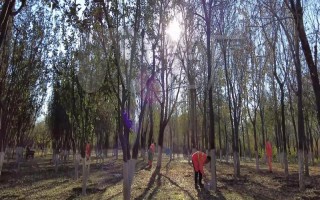 樹(shù)木刷石灰水有什么作用，可預(yù)防凍害、蟲(chóng)害等