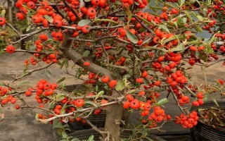 花卉矮化栽培技術(shù)，可采用無性繁殖或整形修剪等