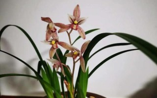 蘭花的別稱，具有中國蘭、幽蘭、蘭華等別名