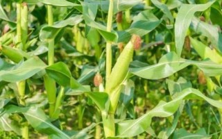 美迪糯206玉米品種簡(jiǎn)介，該品種屬中熟雜交糯玉米