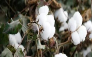 GB521棉花種子介紹，5月下旬至6月上旬播種