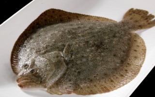 比目魚(yú)又叫什么魚(yú)，又被叫做鰈魚(yú)、偏口魚(yú)等
