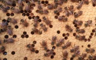 人工分蜂的技巧，需盡量用新工蜂和封蓋子脾組建新蜂群