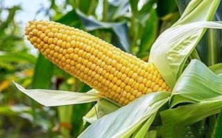 宣禾936玉米品種的特性，中抗南方銹病