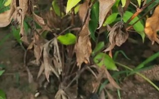 白術(shù)種子的種植方法，播種時間為3月下旬至4月上旬