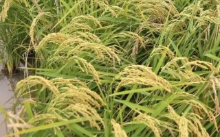 廣糧香2號水稻種子特點，感溫秈型常規(guī)水稻品種