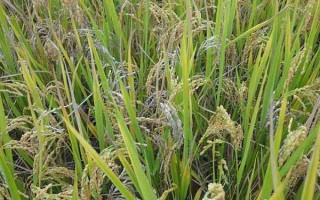 特優(yōu)816水稻種子簡介，注意防治白葉枯病