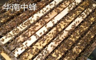 土蜂屬于哪種蜜蜂，一般是指中華蜜蜂